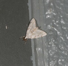Sericophylla nivalis