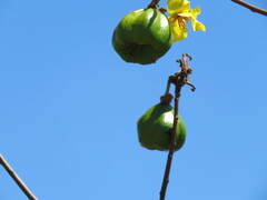 Cochlospermum gillivraei