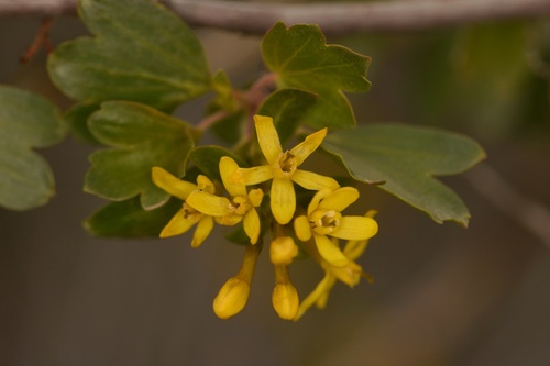 Ribes aureum var. aureum