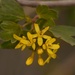 Golden Currant - Photo (c) Aidan Campos, some rights reserved (CC BY-NC), uploaded by Aidan Campos