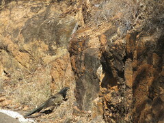 Centropus phasianinus