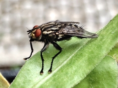 Sarcophaga carnaria