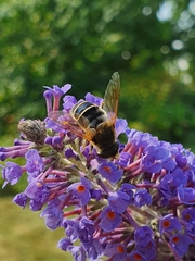 Eristalis