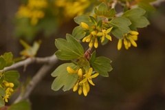 Ribes aureum aureum