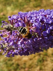 Eristalis