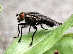 Sarcophaga carnaria