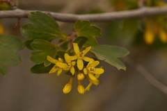 Ribes aureum aureum