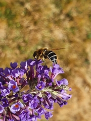 Eristalis