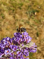 Eristalis