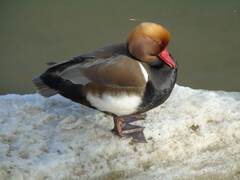 Netta rufina