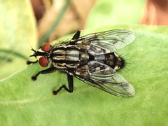 Sarcophaga carnaria