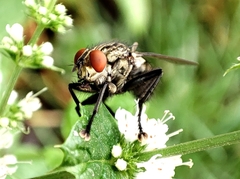 Sarcophaga carnaria