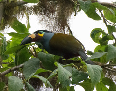 Andigena laminirostris