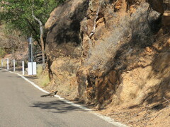 Centropus phasianinus