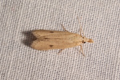 Coenochroa ablutella