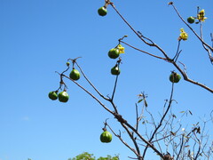 Cochlospermum gillivraei