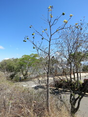 Cochlospermum gillivraei