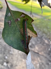Plesanemma