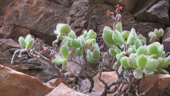 Cotyledon tomentosa