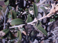 Tarchonanthus minor