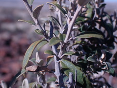 Tarchonanthus minor