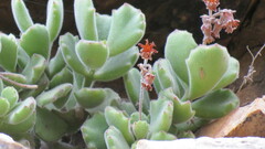 Cotyledon tomentosa