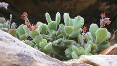 Cotyledon tomentosa