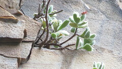 Cotyledon tomentosa