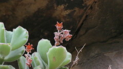 Cotyledon tomentosa