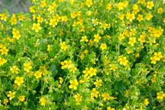 Roepera billardierei