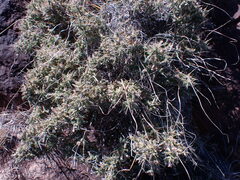 Melolobium microphyllum