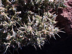 Melolobium microphyllum