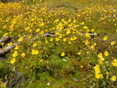 Erythranthe laciniata