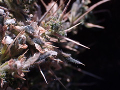 Melolobium microphyllum