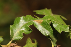 Phyllonorycter messaniella