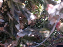 Melolobium microphyllum