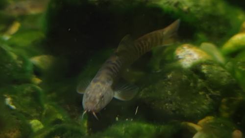 Schistura cryptofasciata