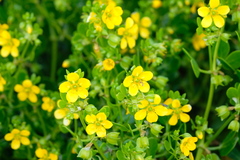 Roepera billardierei