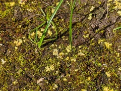 Gyalolechia subbracteata