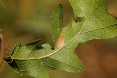 Phyllonorycter messaniella