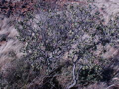 Euclea crispa ovata
