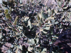 Euclea crispa ovata