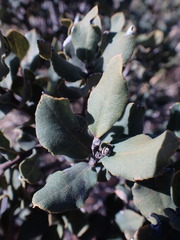 Euclea crispa ovata
