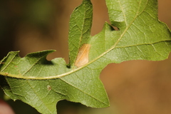 Phyllonorycter messaniella