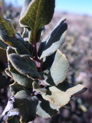 Euclea crispa ovata
