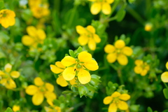 Roepera billardierei