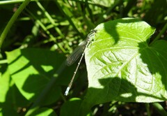 Paracercion hieroglyphicum