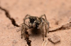 Habronattus borealis
