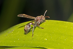 Ropalidia gracilenta