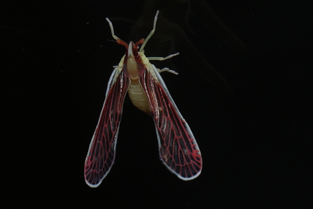 Anotia firebugia
